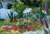 Colourful border with Echium, Agave, Eschscholzia, Pelargonium, Ballota Cacti and Echinocactus. White wall of villa and front garden Santa Monica, USA