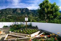 Low white concrete boundary wall surrounding garden with raised beds with edged made with wood. Planting includes Tagetes and Eschscholzia. Bird box as focal point and view of mountains beyond - Montecito, USA 