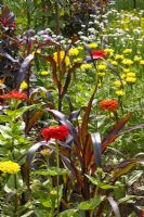 Potager with Tagetes, Zinnia and Zea mays 