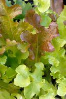 Lettuce 'Red and Green Salad Bowl'