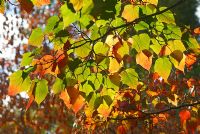 Acer capillipes foliage in Autumn