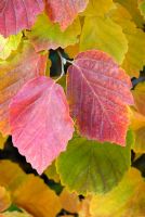 Fothergilla major Monticola Group with Autumn foliage