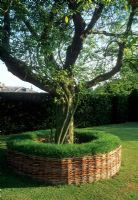Turf seat surrounding base of tree - Helmingham Hall, Suffolk
