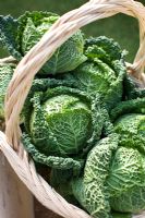 Brassica - Savoy cabbage in basket 