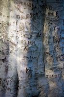Carvings on bark of Fagus sylvatica - Beech tree