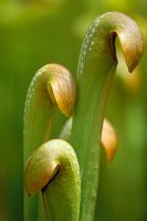Sarracenia minor - Pitcher Plant