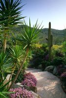 Contemporary desert garden with path thought mixed architectural planting of cacti and Yucca - Palm Springs, USA