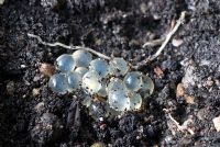 Close up of Slug eggs in soil 