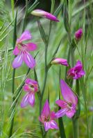 Gladiolus segetum - Field Gladiolus