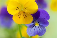 Viola cornuta 'Sorbet Blue Heaven' and Viola cornuta 'Sorbet Yellow Delight' 