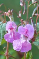 Himalayan balsam Impatiens glandulifera flowers and seed pods