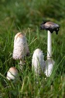 Coprinus comatus - Shaggy ink cap growing in grass 