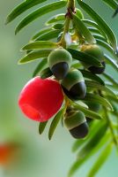 Taxus baccata - Common Yew berries 