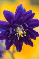 Aquilegia vulgaris var. stellata Blue Barlow