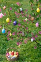 Ribes sanguineum - Flowering Currant decorated as Easter Tree with painted easter eggs and basket of chocolate Easter Eggs.