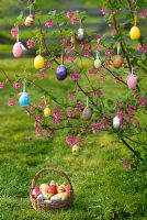 Ribes sanguineum - Flowering Currant decorated as Easter Tree with painted easter eggs and basket of chocolate Easter Eggs.
