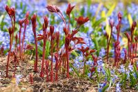 Paeonia lactiflora 'Sante Fe' - Deep red new shoots emerging agianst a blue background of Chionodoxa forbesii