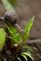 Snail muching beet plants