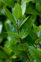 Laurus nobilis - Bay leaves