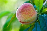 Prunus persicus 'Red Haven' - Peach