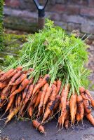 Freshly dug Carrots 'Early Nantes 2'