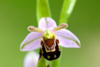 Ophrys apifera - Bee Orchid flowering in June
