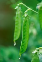 Pisum sativum - Peas ripening on plant