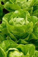 Lettuce 'Lobjoits Green Cos'