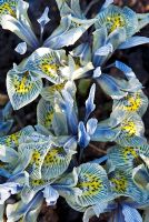 Iris 'Katharine Hodgkin' - Reticulata Iris