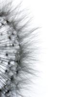Close up Silhouette detail of Taraxacum officinale - Dandelion seedhead
