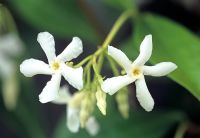 Trachelospermum jasminoides 