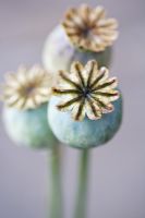 Papaver - Poppy seedheads