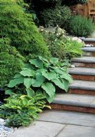 Stone steps edged by Hosta and ferns - Design Jeoffrey Whiten