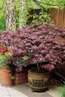 Acer palmatum 'Bloodgood' growing in an Oriental pot sat up on pot feet in the dappled shade of silver birch trees