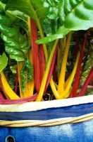 The multi-coloured stems of Beta vulgaris 'Bright Lights' crowd the rim of a blue glazed container