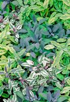 Salvia officinalis 'Icterina', Salvia 'Purpurascens' and Salvia 'Tricolor' 