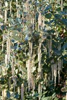 Garrya elliptica 'James Roof' - Silk-tassel bush