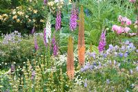 Herbaceous borders at Cothay Manor, Somerset containing repeated clumps of Geranium pratense 'Mrs Kendall Clark', Anthemis punctata sp cupaniana and Sisyrinchium striatum punctuated by Digitalis and foxtail lilies with cardoons and Macleaya behind