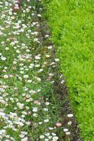 The terrace at Cothay Manor, Somerset covered with self seeded Erigeron karvinskianus, filling one part of a knot garden edged with box