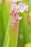 Sarracenia leucophylla - Vivid crimson and green veining mark the white topped pitchers of the White Trumpet at Hewitt-Cooper Carnivorous Plants in Somerset