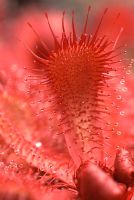 Drosera slackii - Vivid red fleshy leaves of a rosetted sundew deriving from South Africa at Hewitt-Cooper Carnivorous Plants in Somerset