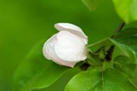 Chaenomeles speciosa 'Portugal' - Quince blossom
