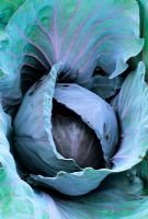Brassica 'St Victor' - Cabbage