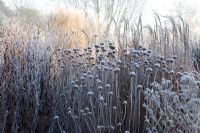 Frosted herbaceous planting with seed heads of Monarda 'Cherokee'