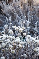 Detail of frosted seed heads of Aster x frikartii 'Jungfrau', with frosted spires of Stachys officinalis 'Rosea' in the background