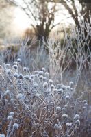 Detail of frosted seed heads of Aster x frikartii 'Jungfrau', back lit by low winter sun