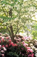 Davidia involucrata underplanted with Rhododendrons