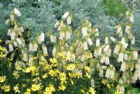 Campanula takesimana with Artemisia 'Powis Castle' and Coreopsis