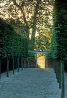 Shady allee of pleached trees lining gravel path leading to formal palladian style arch with columns supports - Seend Manor, Wiltshire