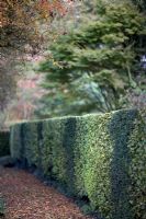 Tapestry hedge of beech and yew at the Gibberd Garden